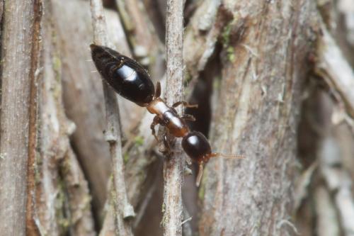 Sclerodermus sp.
